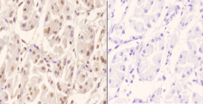 ZNF50 Antibody in Immunohistochemistry (Paraffin) (IHC (P))