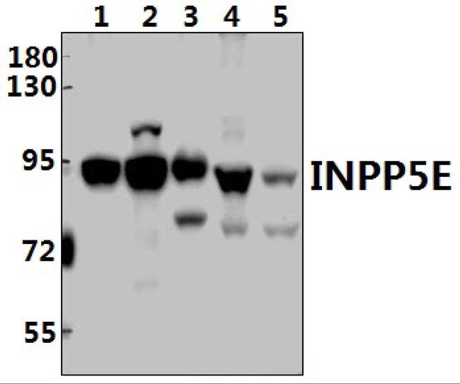 INPP5E Antibody in Western Blot (WB)