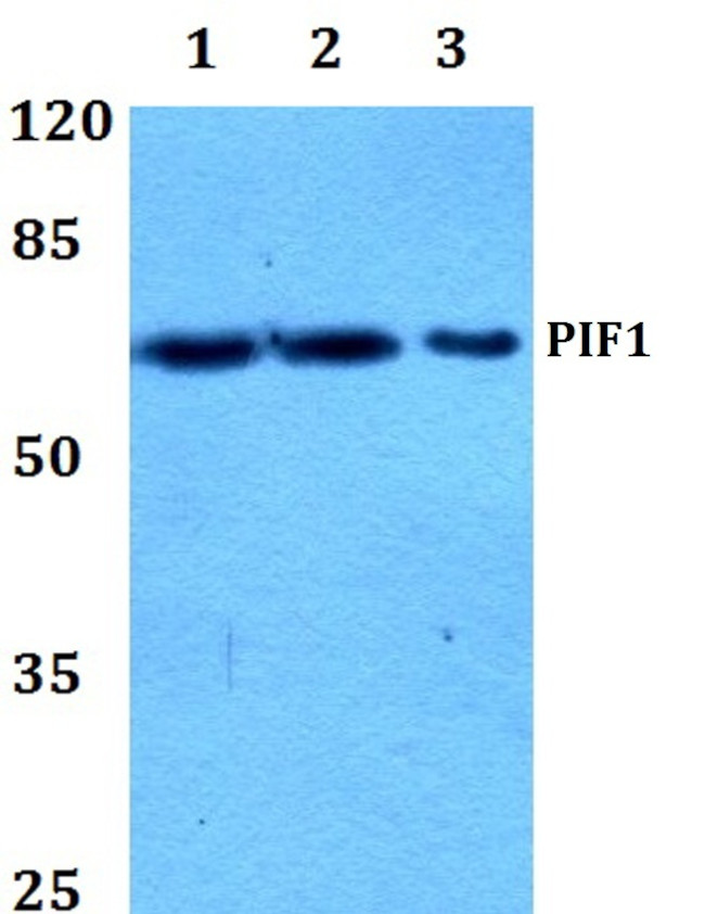 PIF1 Antibody in Western Blot (WB)