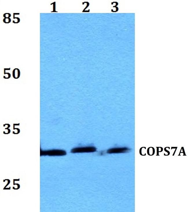 COPS7A Antibody in Western Blot (WB)