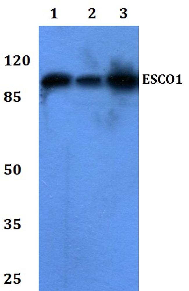 ESCO1 Antibody in Western Blot (WB)