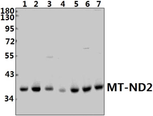 MT-ND2 Antibody in Western Blot (WB)