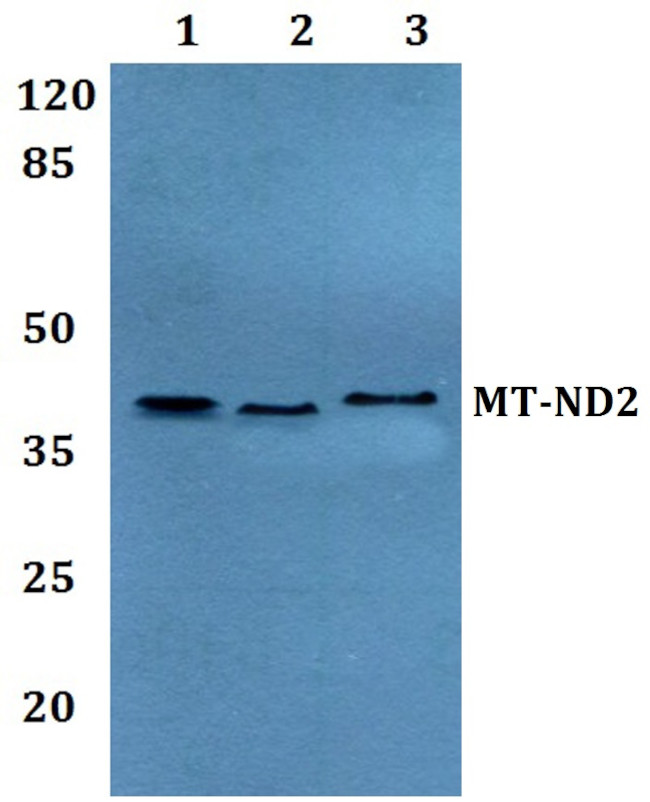MT-ND2 Antibody in Western Blot (WB)