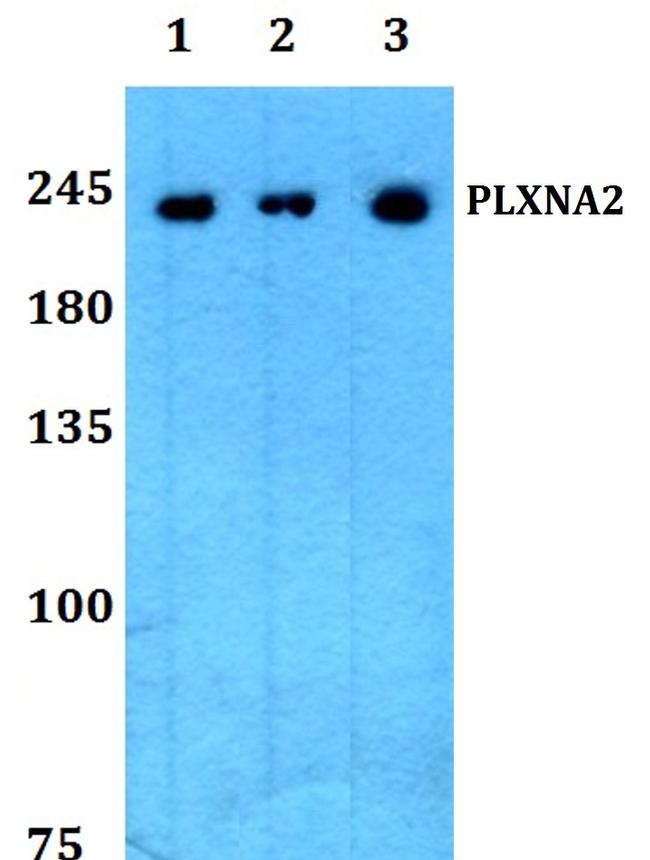 Plexin A2 Antibody in Western Blot (WB)