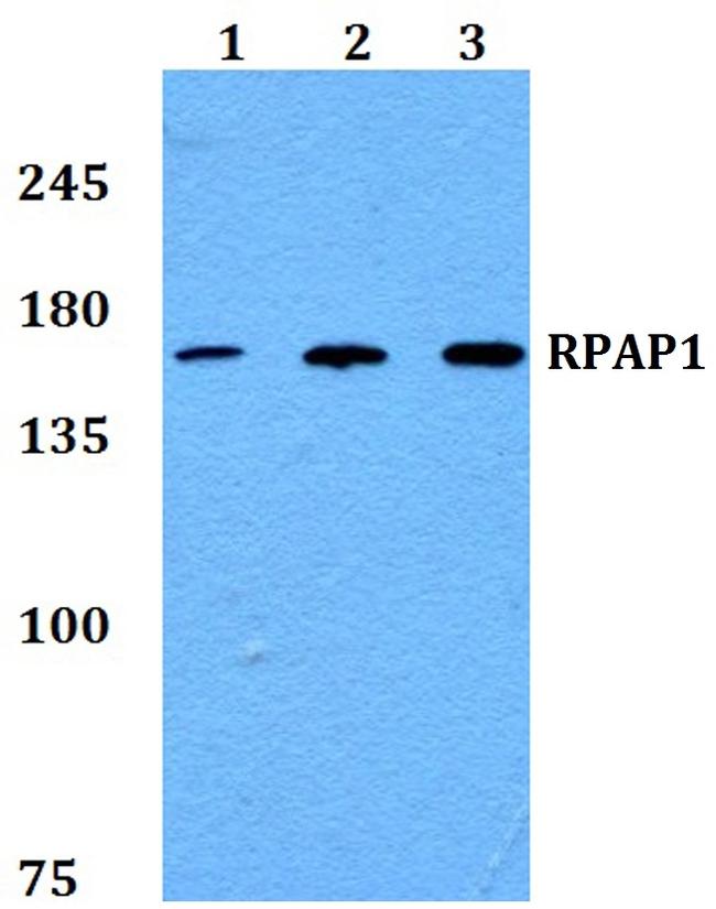 RPAP1 Antibody in Western Blot (WB)