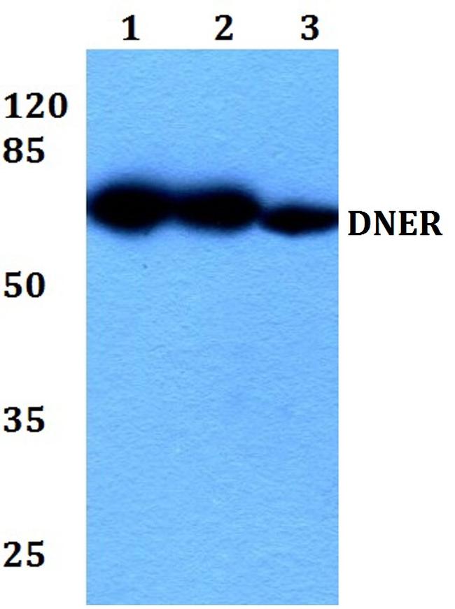 DNER Antibody in Western Blot (WB)