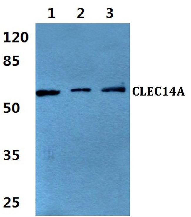 CLEC14A Antibody in Western Blot (WB)