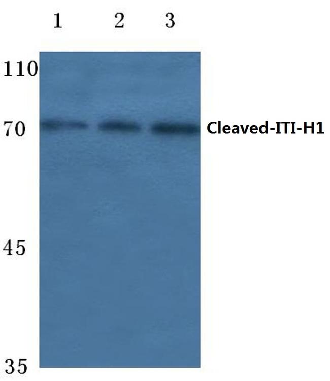 ITIH1 (Cleaved Asp672) Antibody in Western Blot (WB)
