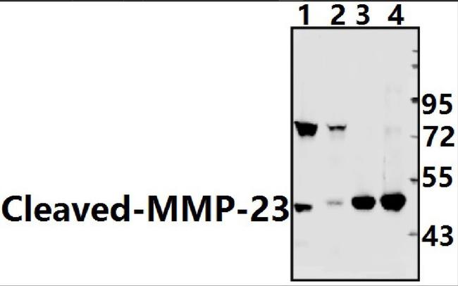 MMP23 (Cleaved Tyr79) Antibody in Western Blot (WB)