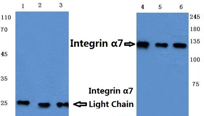 ITGA7 Antibody in Western Blot (WB)