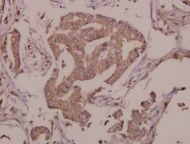 FAM3D Antibody in Immunohistochemistry (Paraffin) (IHC (P))