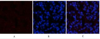 Phospho-ATF4 (Ser245) Antibody in Immunocytochemistry (ICC/IF)