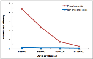 Phospho-Bcl-2 (Thr69) Antibody in ELISA (ELISA)
