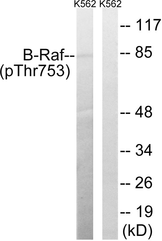 Phospho-B-Raf (Thr753) Antibody in Western Blot (WB)