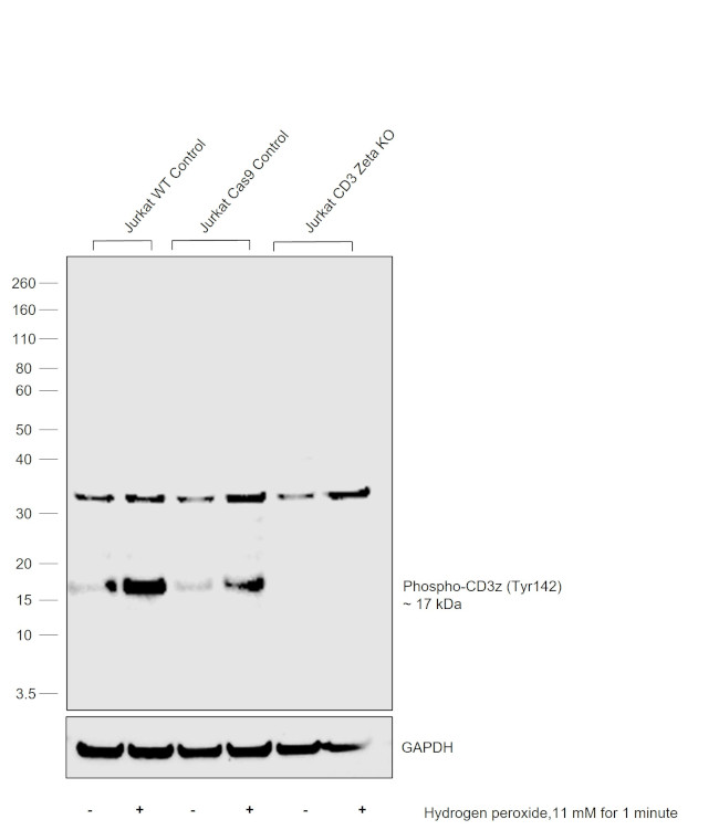 Phospho-CD3z (Tyr142) Antibody