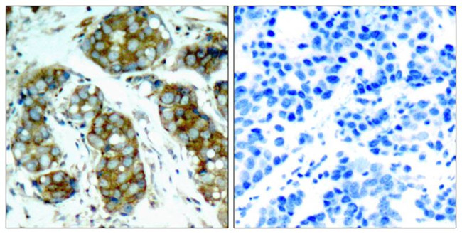 Phospho-Cdc25A (Ser76) Antibody in Immunohistochemistry (Paraffin) (IHC (P))