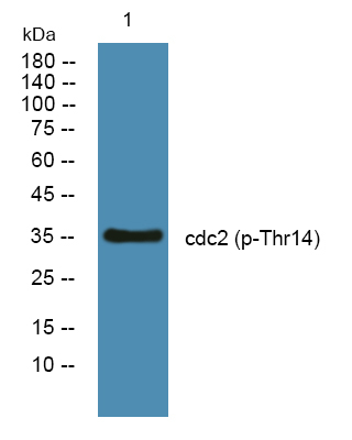 Phospho-CDK1 (Thr14) Antibody in Western Blot (WB)