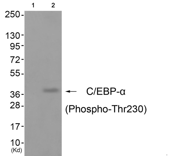 Phospho-C/EBP alpha (Thr230) Antibody in Western Blot (WB)