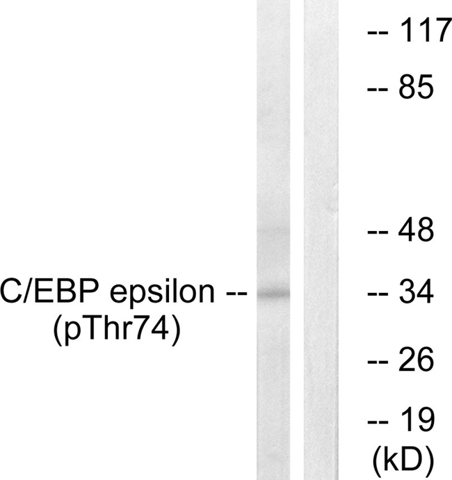 Phospho-C/EBP epsilon (Thr74) Antibody in Western Blot (WB)