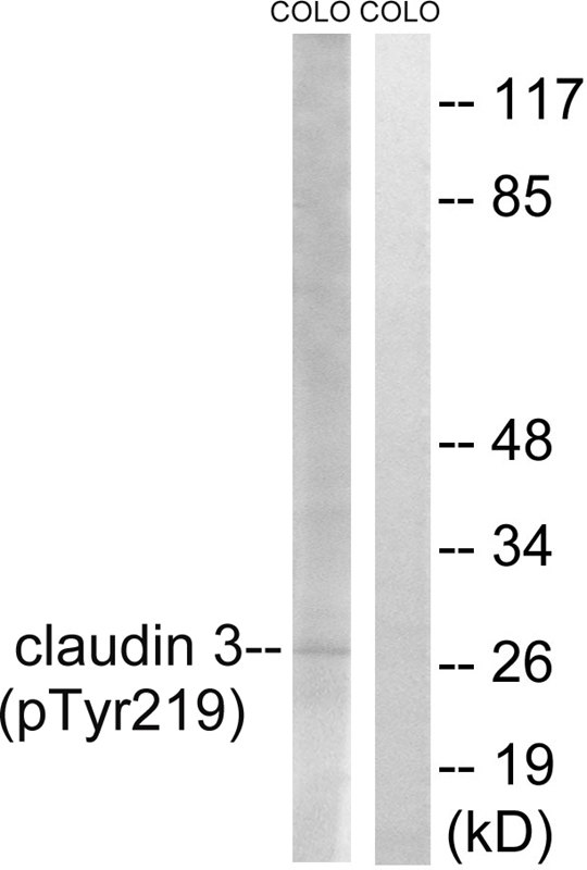 Phospho-Claudin 3 (Tyr219) Antibody in Western Blot (WB)