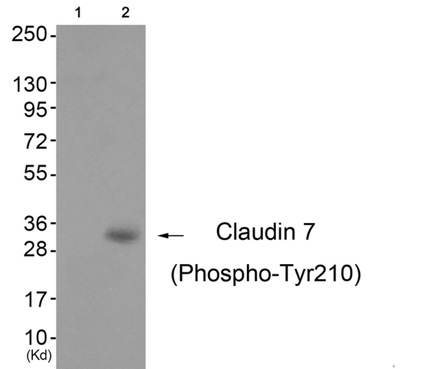 Phospho-Claudin 7 (Tyr210) Antibody in Western Blot (WB)