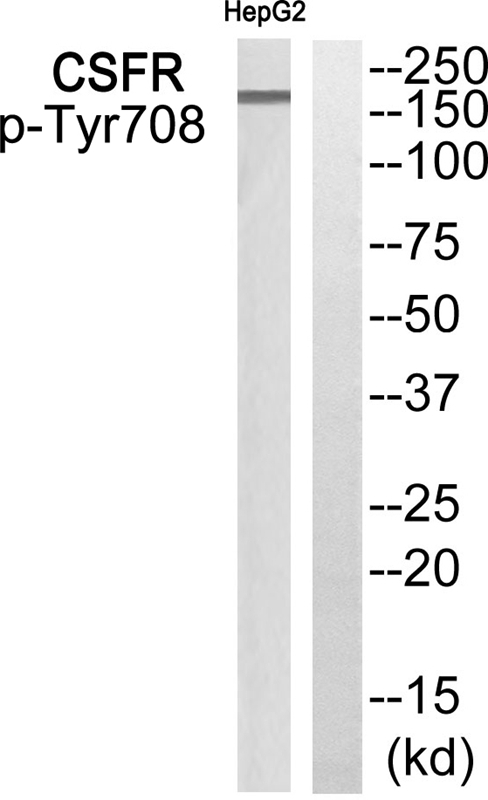 Phospho-CSF1R (Tyr708) Antibody in Western Blot (WB)