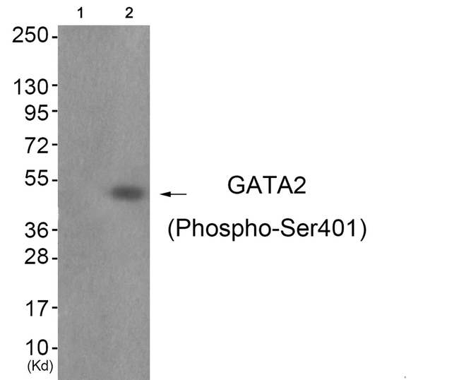 Phospho-GATA2 (Ser401) Antibody in Western Blot (WB)