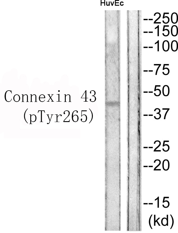 Phospho-Connexin 43 (Tyr265) Antibody in Western Blot (WB)