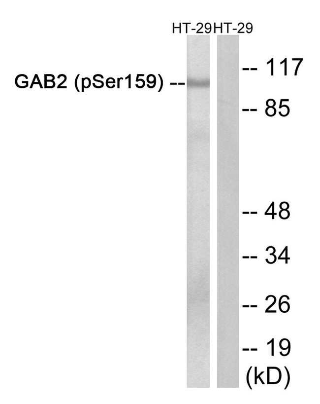 Phospho-GAB2 (Ser159) Antibody in Western Blot (WB)