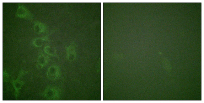 Phospho-HRH1 (Ser398) Antibody in Immunocytochemistry (ICC/IF)