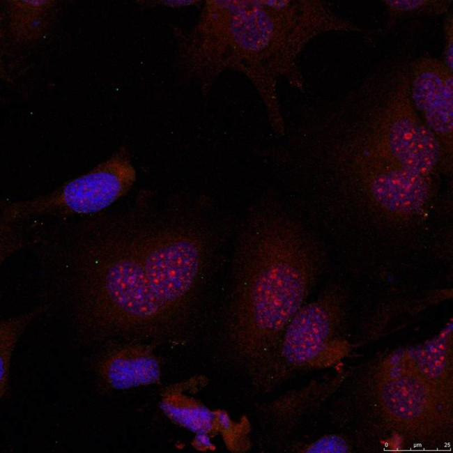 Phospho-JunB (Ser79) Antibody in Immunocytochemistry (ICC/IF)
