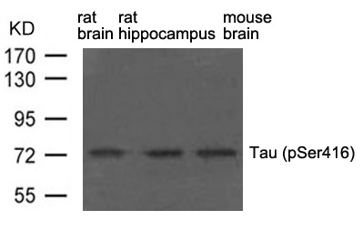 Phospho-Tau (Ser416) Antibody in Western Blot (WB)