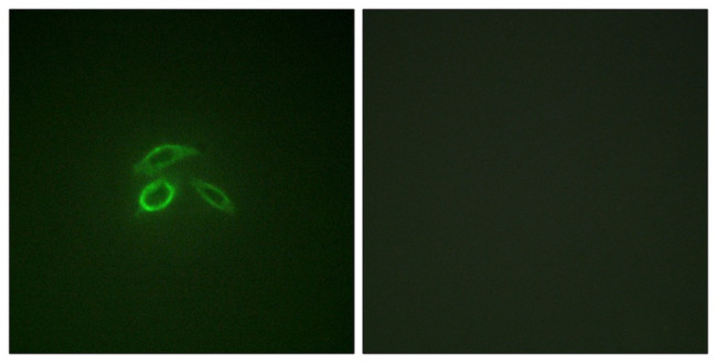 Phospho-MUC1 (Tyr1229) Antibody in Immunocytochemistry (ICC/IF)