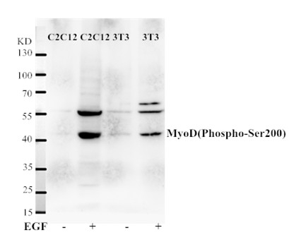 Phospho-MYOD (Ser200) Antibody in Western Blot (WB)
