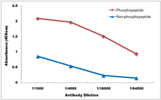 Phospho-iNOS (Tyr151) Antibody in ELISA (ELISA)