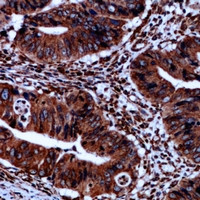 Phospho-iNOS (Tyr151) Antibody in Immunohistochemistry (Paraffin) (IHC (P))