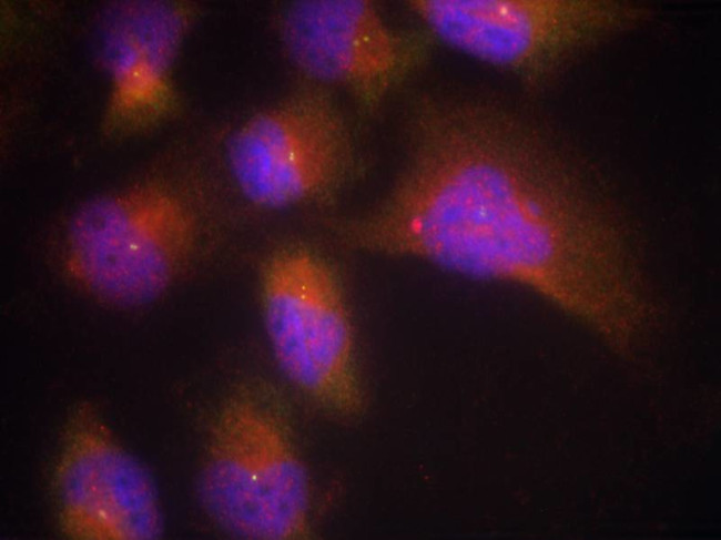 Phospho-TrkB (Tyr515) Antibody in Immunocytochemistry (ICC/IF)