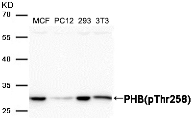 Phospho-Prohibitin (Thr258) Antibody in Western Blot (WB)