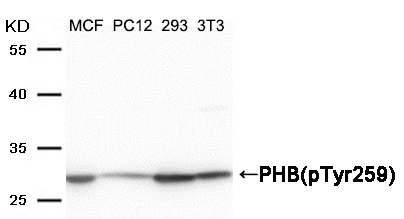 Phospho-Prohibitin (Tyr259) Antibody in Western Blot (WB)