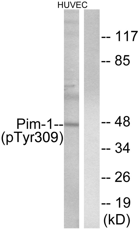Phospho-PIM1 (Tyr309) Antibody in Western Blot (WB)
