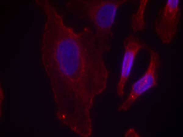 Phospho-PLCG2 (Tyr753) Antibody in Immunocytochemistry (ICC/IF)