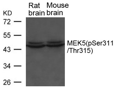 Phospho-MEK5 (Ser311, Thr315) Antibody in Western Blot (WB)