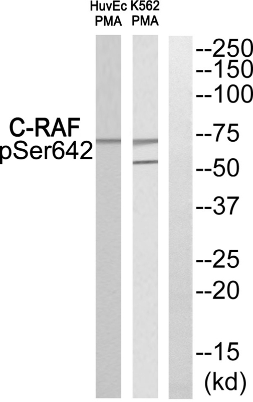 Phospho-c-Raf (Ser642) Antibody in Western Blot (WB)