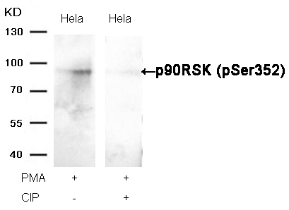 Phospho-RSK1 (Ser352) Antibody in Western Blot (WB)