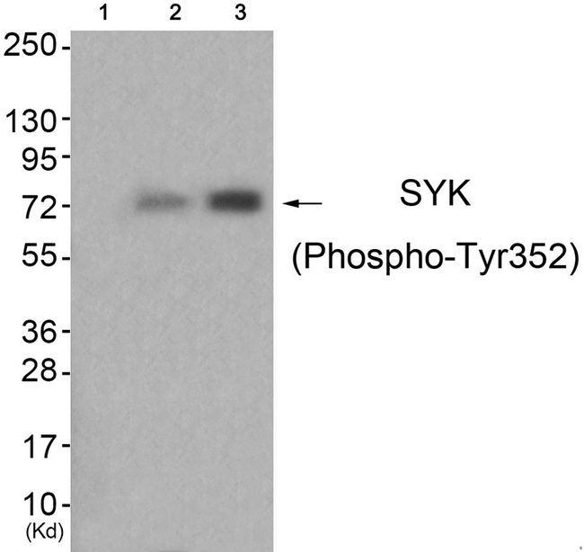 Phospho-Syk (Tyr352) Antibody in Western Blot (WB)