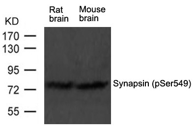 Phospho-Synapsin 1 (Ser549) Antibody in Western Blot (WB)