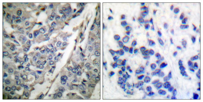 Phospho-Synaptotagmin 1 (Thr202) Antibody in Immunohistochemistry (Paraffin) (IHC (P))
