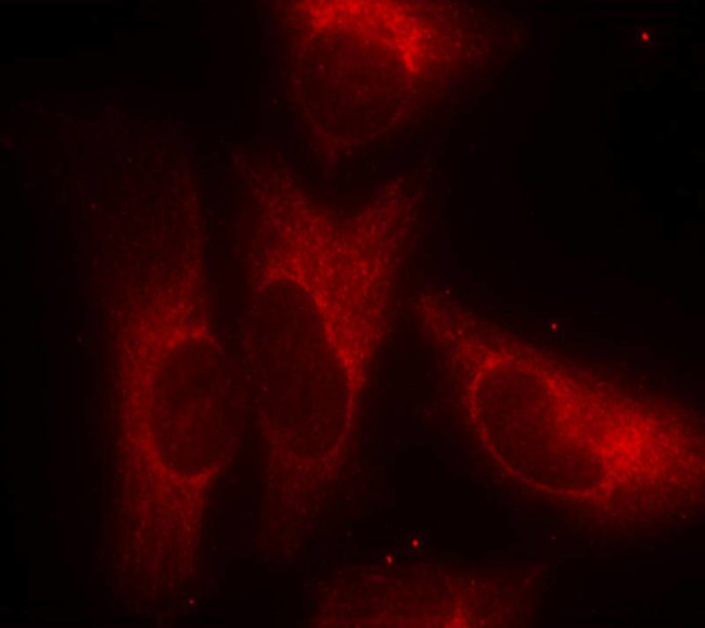 Phospho-14-3-3 zeta (Ser58) Antibody in Immunocytochemistry (ICC/IF)