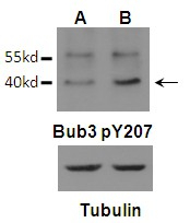 Phospho-Bub3 (Tyr207) Antibody in Western Blot (WB)