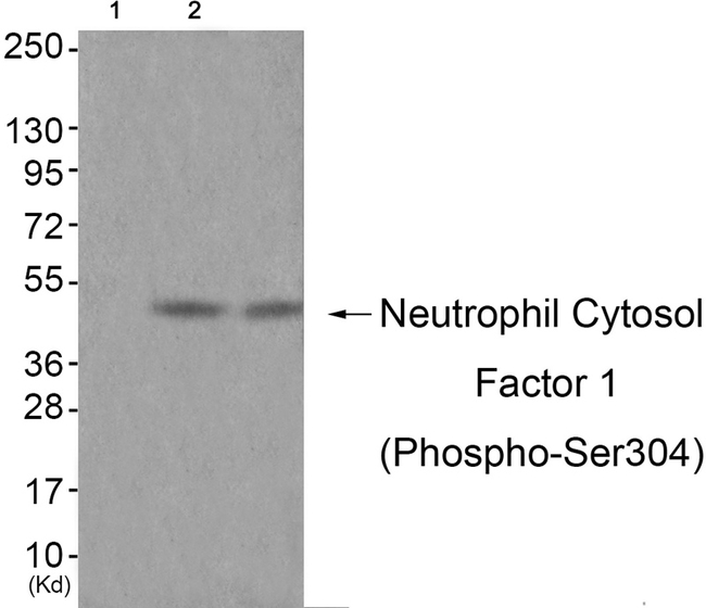 Phospho-p47phox (Ser304) Antibody in Western Blot (WB)